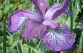 kosatec sibisk Even - Iris sibirica Even