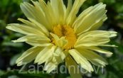 kopretina velkokvt Broadway Lights - Leucanthemum maximum Broadway Lights