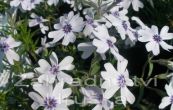 plamenka dlovit Bavaria - Phlox subulata Bavaria