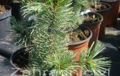 borovice osinat - Pinus aristata
