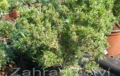 borovice Banksova Schneverdingen - Pinus banksiana Schneverdingen