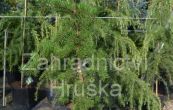 borovice Banksova Pendula Kalou - Pinus banksiana Pendula Kalou