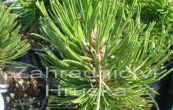borovice Heldreichova Little - Pinus heldreichii Little