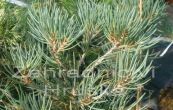 borovice monophylla - Pinus monophylla