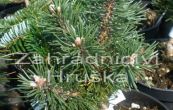 borovice kleč Bubikopf - Pinus mugo Bubikopf