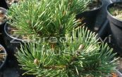 borovice kleč December Gold - Pinus mugo December Gold
