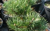 borovice kle December Gold - Pinus mugo December Gold