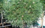 borovice kle Greene Welle (na kmnku) - Pinus mugo Greene Welle (na kmnku)