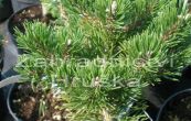 borovice kleč Klosteogrun - Pinus mugo Klosteogrun