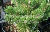 borovice kle Klosteogrun - Pinus mugo Klosteogrun