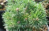 borovice kle Midget - Pinus mugo Midget