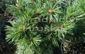 borovice kle Mini Globus - Pinus mugo Mini Globus