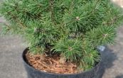 borovice kleč Říčany - Pinus mugo Říčany