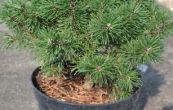 borovice kle any - Pinus mugo any