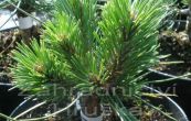 borovice ern Komodor - Pinus nigra Komodor