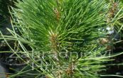 borovice ern Louny - Pinus nigra Louny