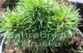 borovice ern Pitchonet - Pinus nigra Pitchonet