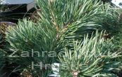 borovice lesní Albyns - Pinus sylvestris Albyns