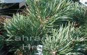 borovice lesn Albyns - Pinus sylvestris Albyns