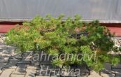 borovice lesn Hilside Craper - Pinus sylvestris Hilside Craper
