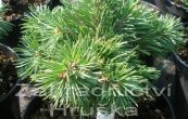 borovice pyrenejsk Jitka - Pinus uncinata Jitka