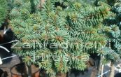 smrk ztepil Svah - Picea abies Svah