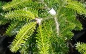 jedle kavkazsk Barabits Compact - Abies nordmanniana Barabits Compact