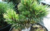 borovice osinat Sherwood Compact - Pinus aristata Sherwood Compact