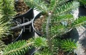 jedle korejsk Eisregen - Abies koreana Eisregen