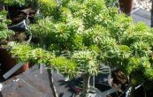 jedle korejsk Kissen - Abies koreana Kissen