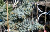 jedle ojnn Blue Saphir (na kmnku) - Abies concolor Blue Saphir (na kmnku)