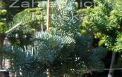 jedle ojnn Blue Saphir (na kmnku) - Abies concolor Blue Saphir (na kmnku)