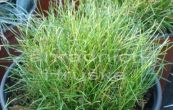kostava - Festuca gautieri
