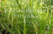 ostice muskingumensk Silberstreif - Carex muskingumensis Silberstreif