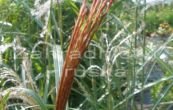 ozdobnice nsk Rot Silber - Miscanthus sinensis Rot Silber