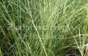 ozdobnice nsk Yaku Jima - Miscanthus sinensis Yaku Jima