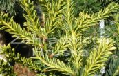 tis erven Adpressa Aurea - Taxus baccata Adpressa Aurea