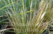 metlice trsnat - Deschampsia cespitosa
