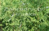 zerav zpadn Brabant - Thuja occidentalis Brabant