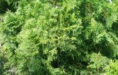 zerav zpadn Smaragd - Thuja occidentalis Smaragd