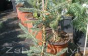 smrk ztepil Rothenhau - Picea abies Rothenhau