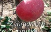 jablo domc Otava - Malus domestica Otava