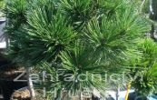 borovice blokor Schmidtii - Pinus leucodermis Schmidtii