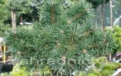 borovice lesní Skyjack (na kmínku) - Pinus sylvestris Skyjack (na kmínku)