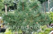 borovice lesn Skyjack (na kmnku) - Pinus sylvestris Skyjack (na kmnku)