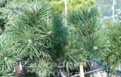borovice kle Krauskopf (na kmnku) - Pinus mugo Krauskopf (na kmnku)