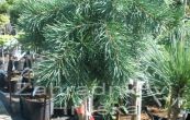 borovice kleč Corleys Matt (na kmínku) - Pinus mugo Corleys Matt (na kmínku)