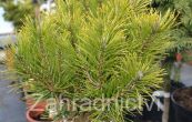 borovice kleč Ophir (na kmínku) - Pinus mugo Ophir (na kmínku)