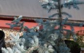 smrk pichlav Hoopsii - Picea pungens Hoopsii