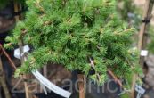 modn japonsk Blue Dwarf (na kmnku) - Larix kaempferi Blue Dwarf (na kmnku)